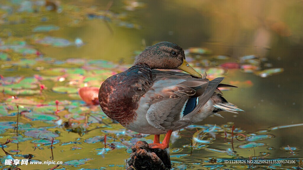 池塘边休憩的多彩野鸭