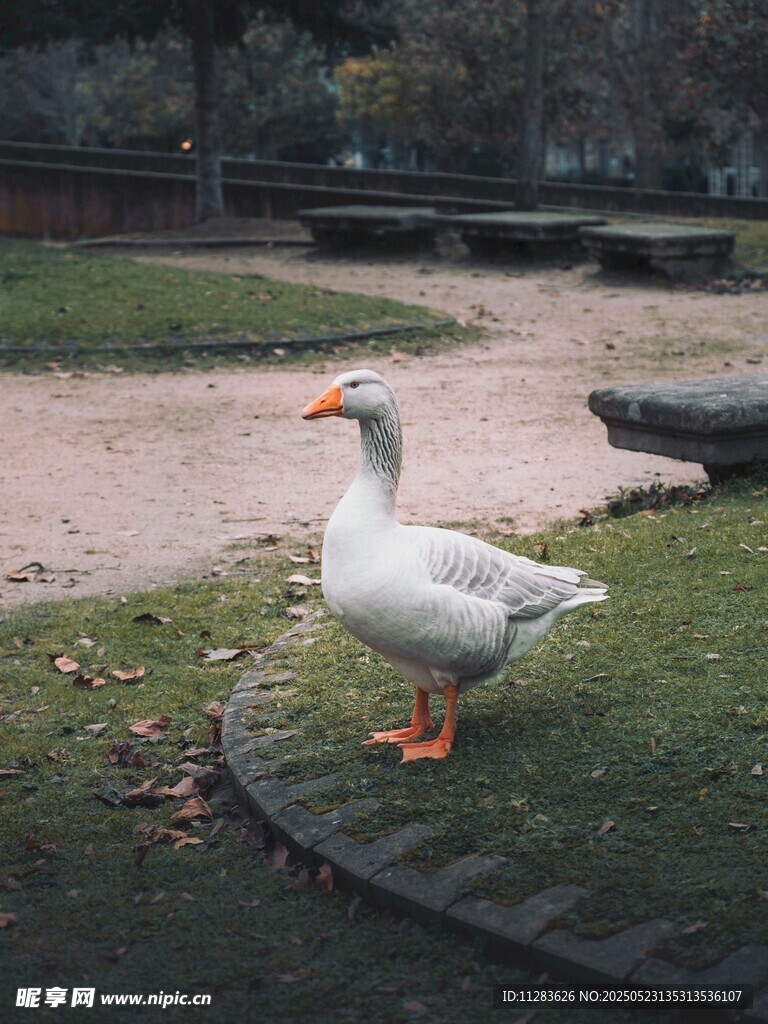 草地上的白鹅