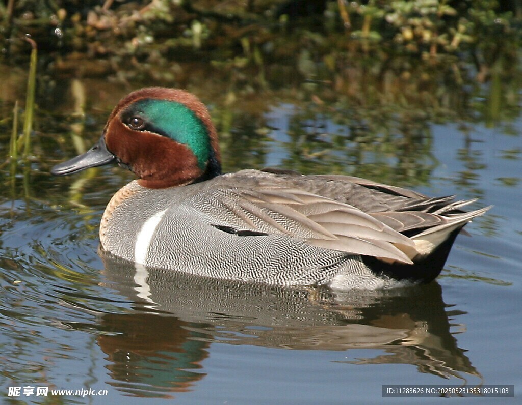 绿头鸭水中悠然游动