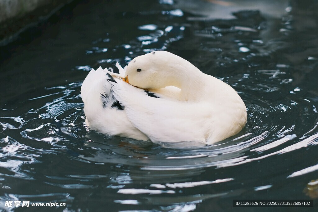 白鸭水中自洁羽毛