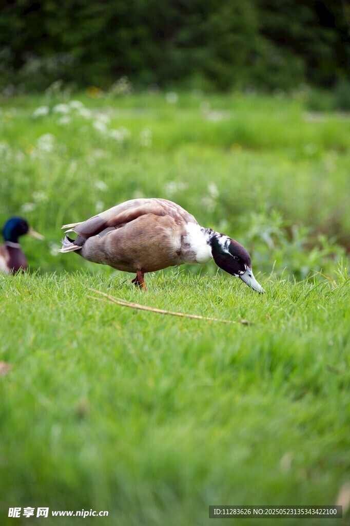 草地上觅食的两只鸭子