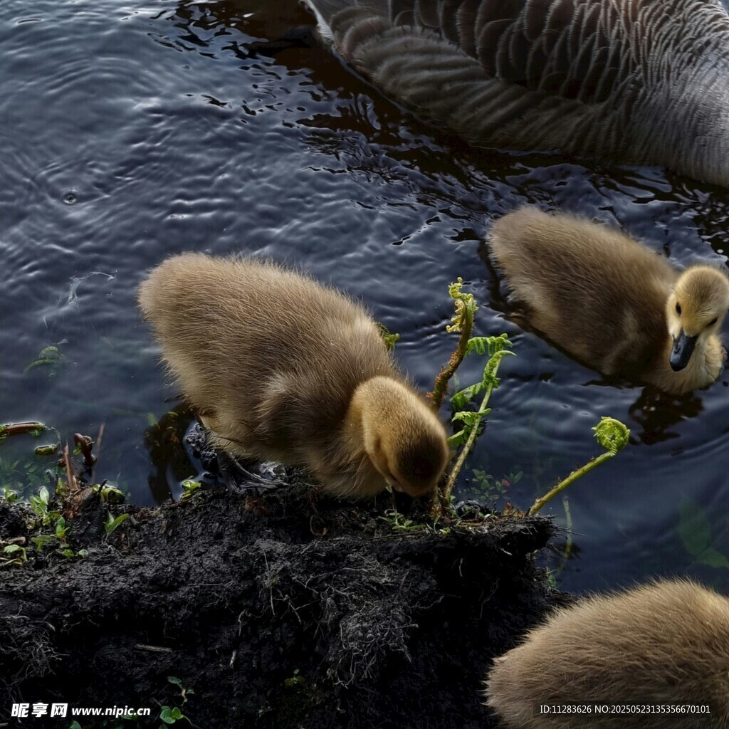 水中雏鸭觅食景象
