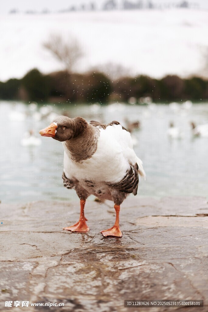 雪地单脚站立的可爱鸭子