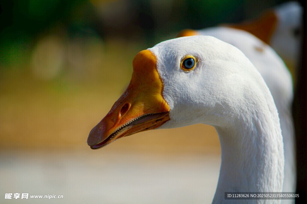 白鹅特写