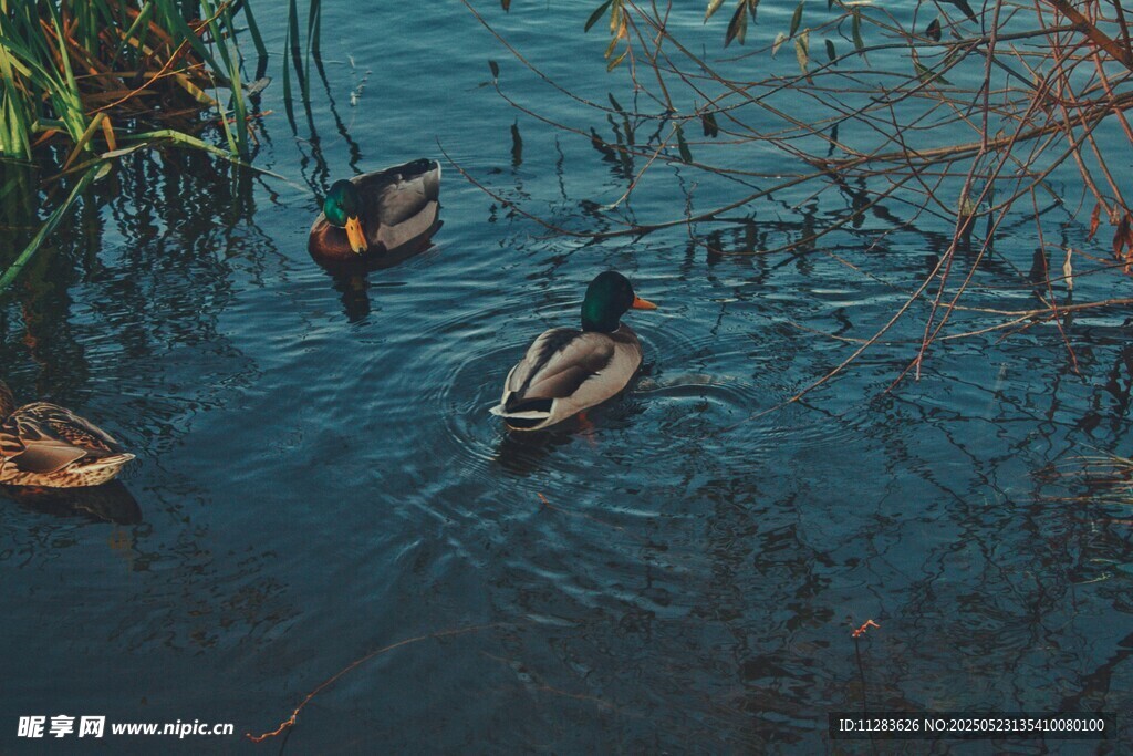水中游弋的几只可爱野鸭