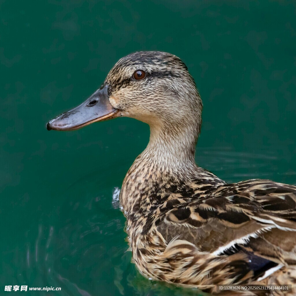 水中游弋的斑纹野鸭