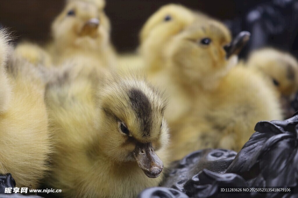 一群小黄鸡