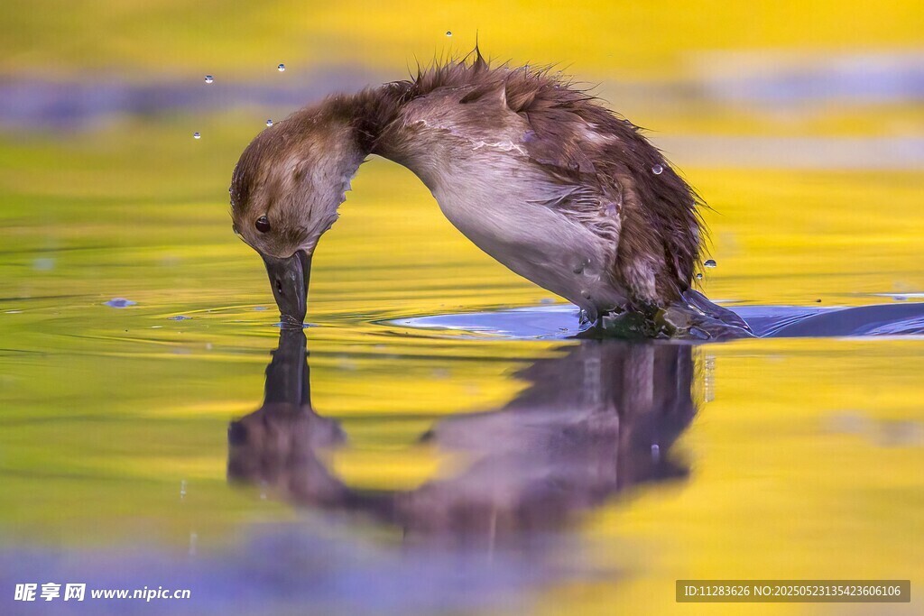 鸭子水中低头觅食倒影