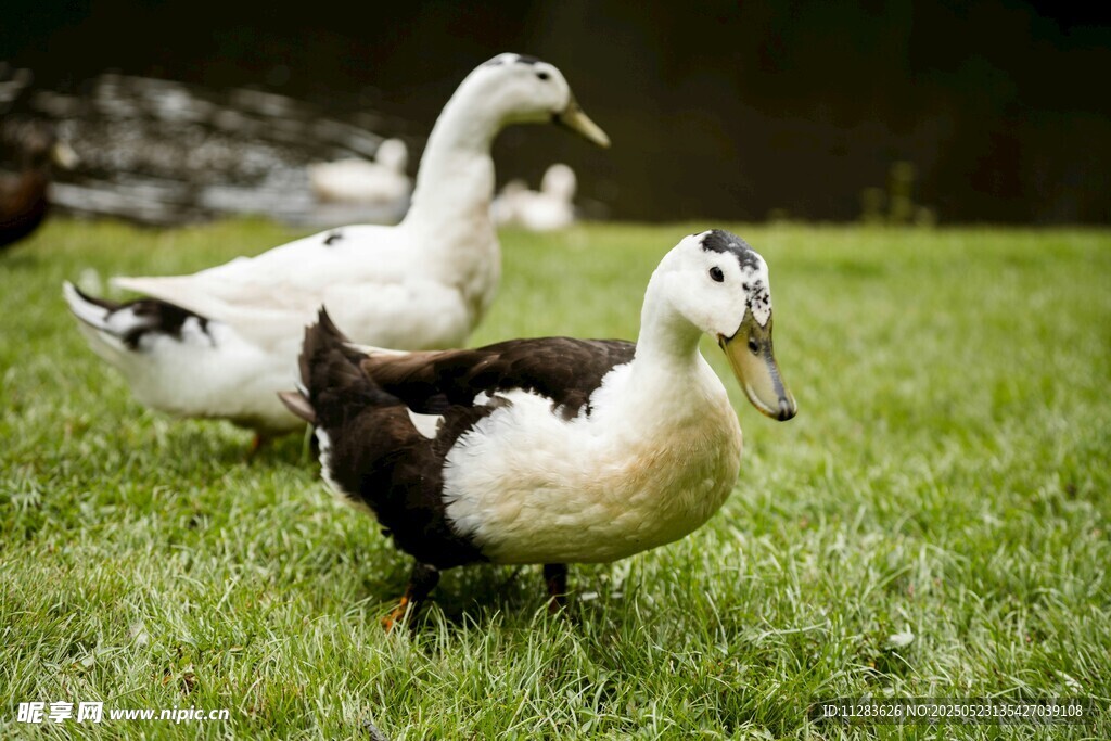 草地上的几只鸭子