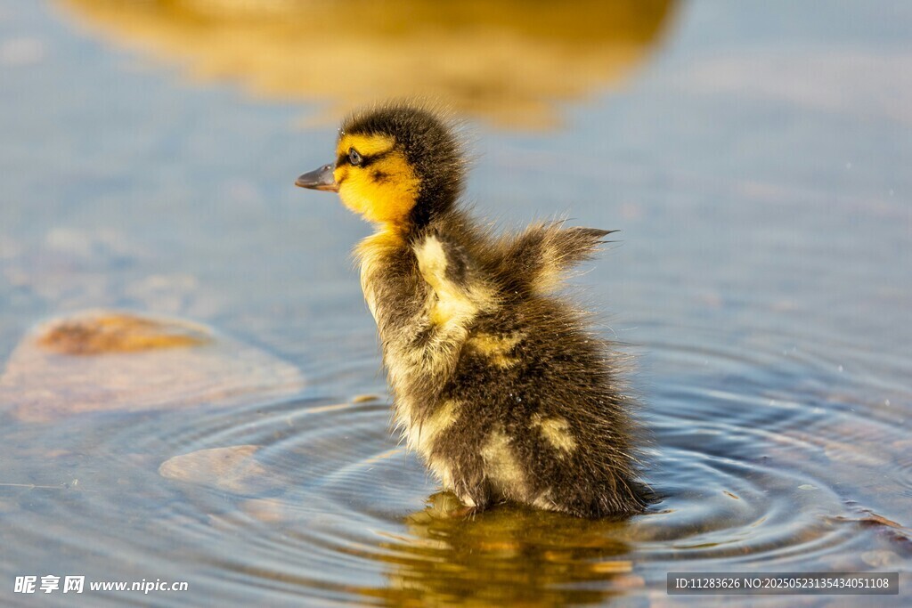 小鸭子水中展翅