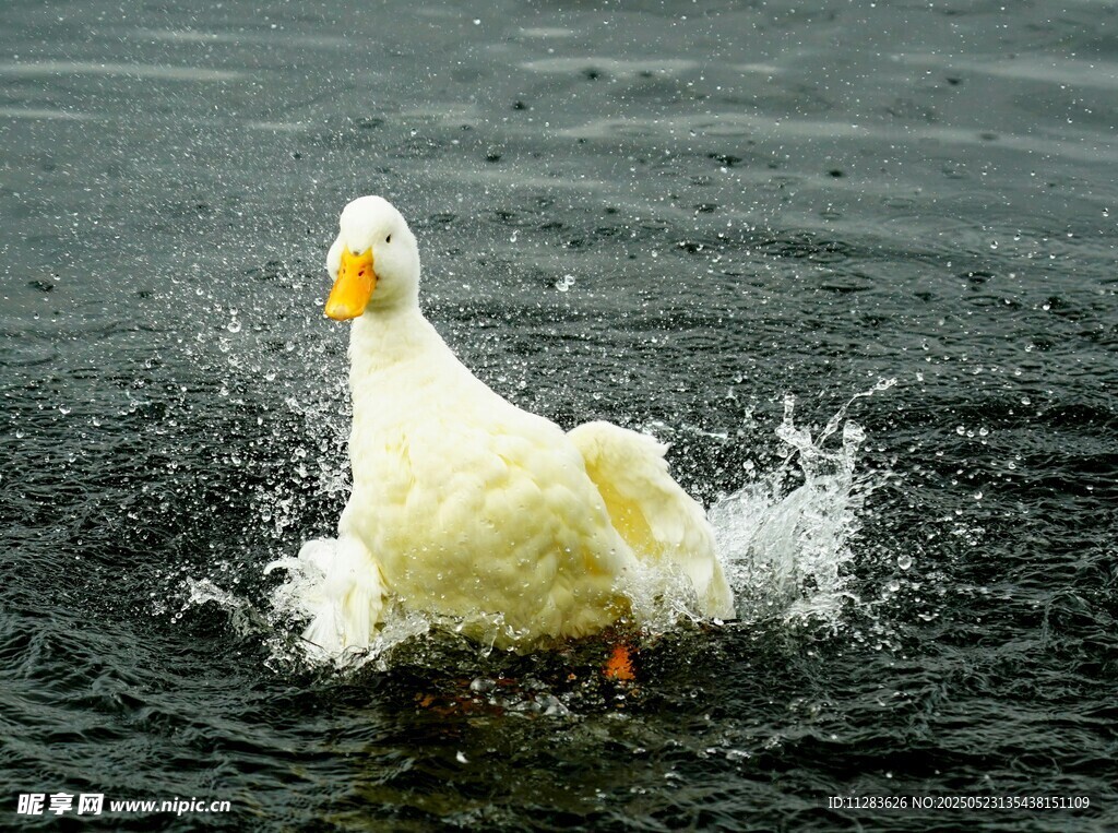 白鸭戏水溅起朵朵水花