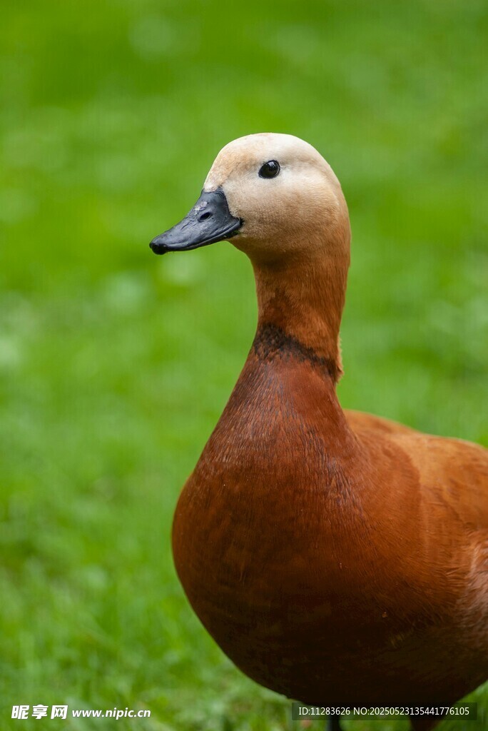 棕红色鸭子立于绿草地上