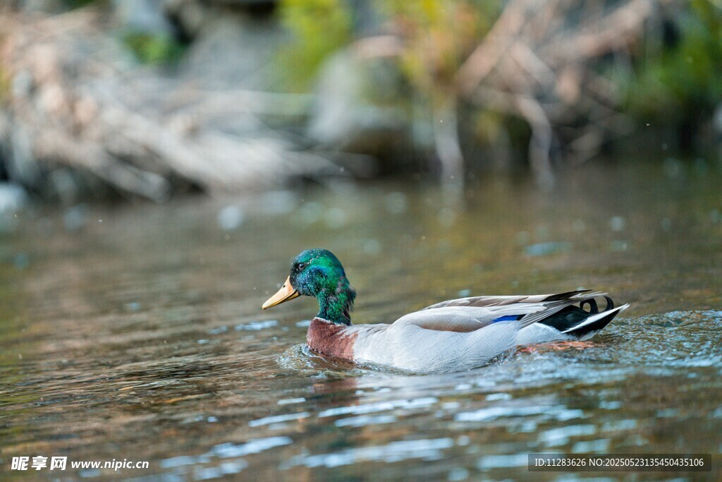 绿头鸭水中悠然游弋