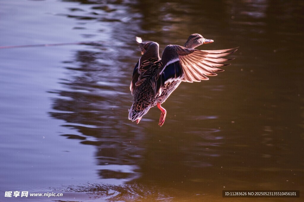 野鸭展翅于水面瞬间