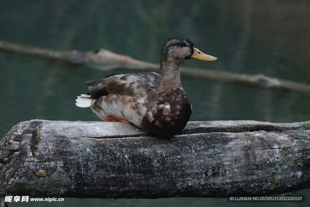 木头上休憩的野鸭