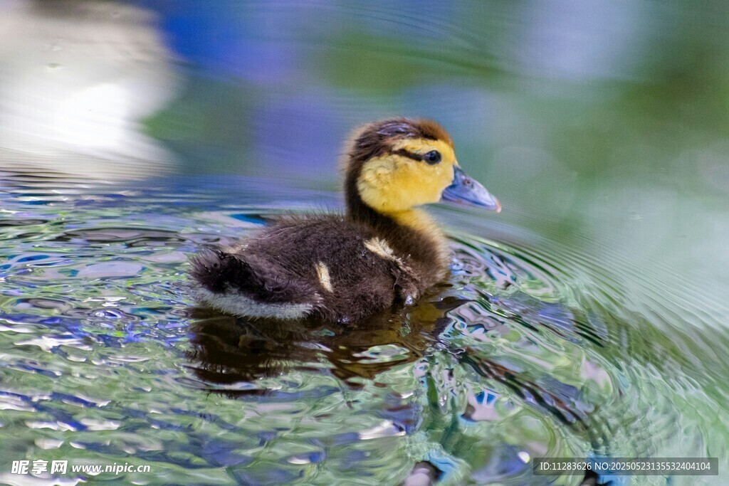 水中游弋的可爱小鸭子