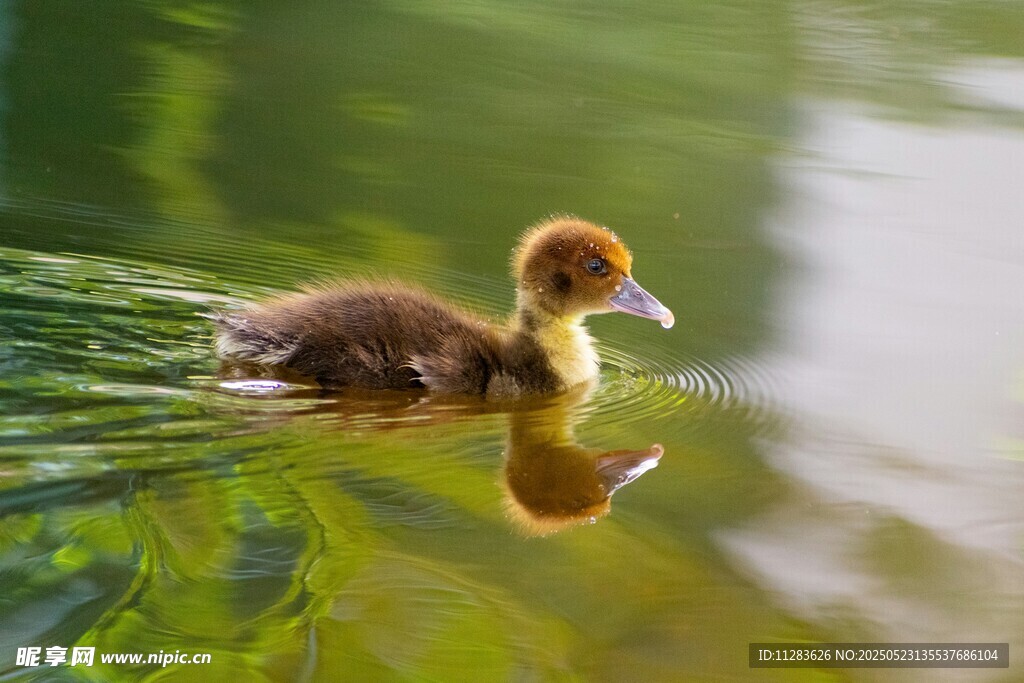 水中小鸭游弋