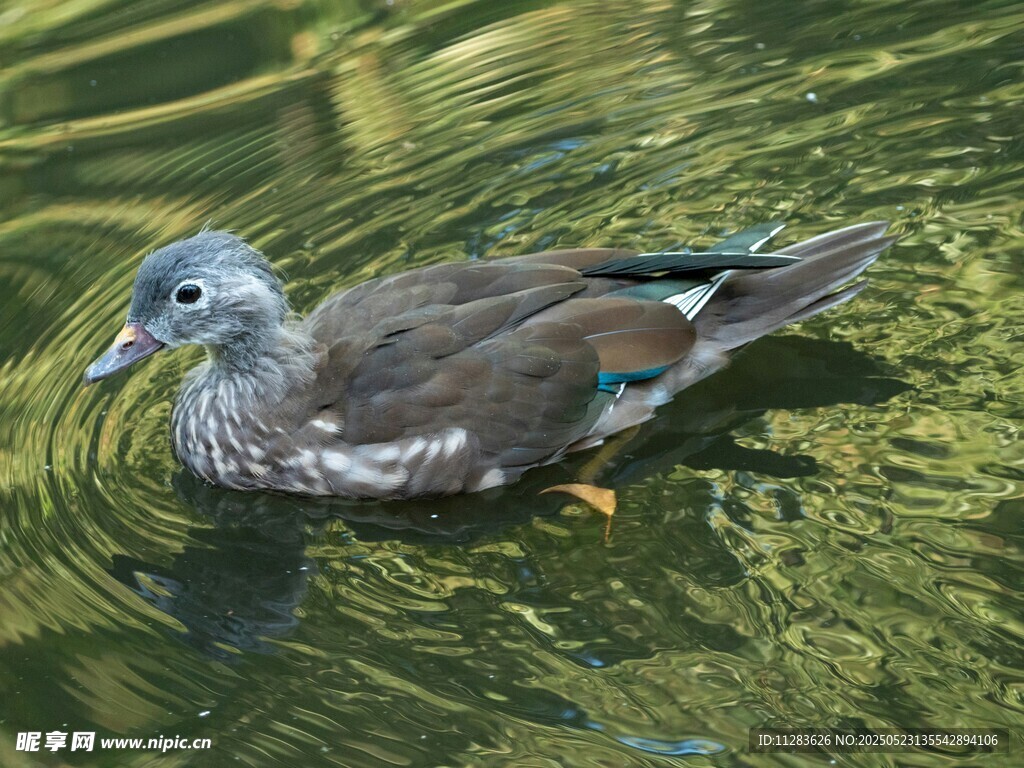 水中游弋的多彩鸭子