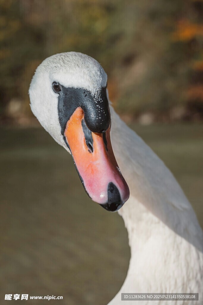 优雅天鹅特写