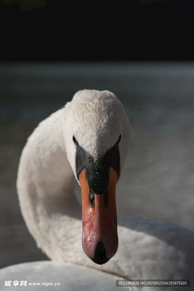 优雅天鹅特写