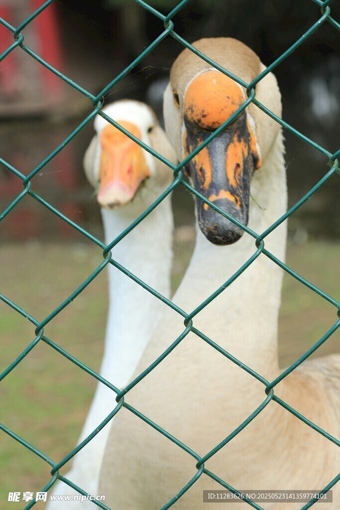 栅栏后的两只鹅