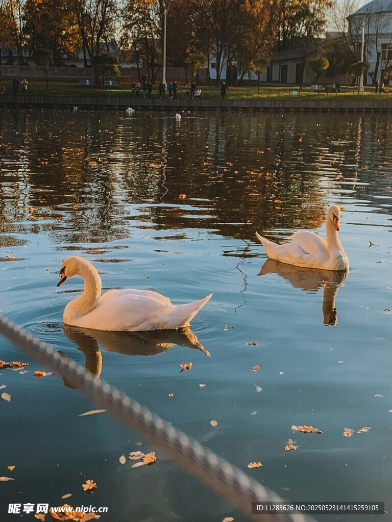 湖面上优雅的双天鹅