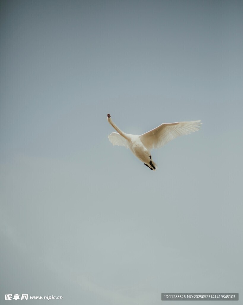 天空中飞翔的白色鸟儿