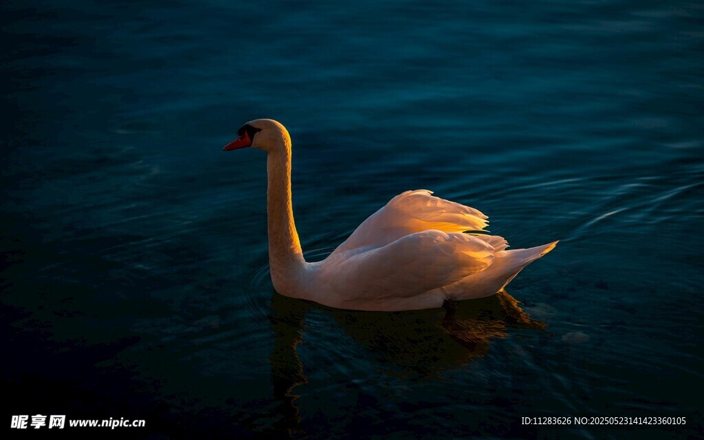 水中优雅天鹅独自游弋
