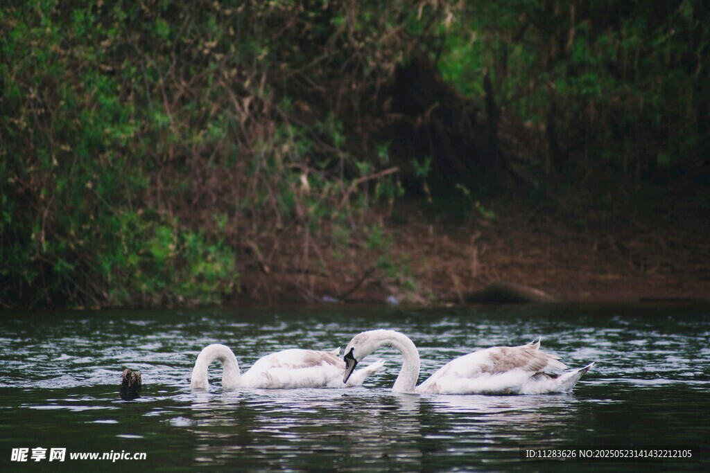 水中天鹅嬉戏