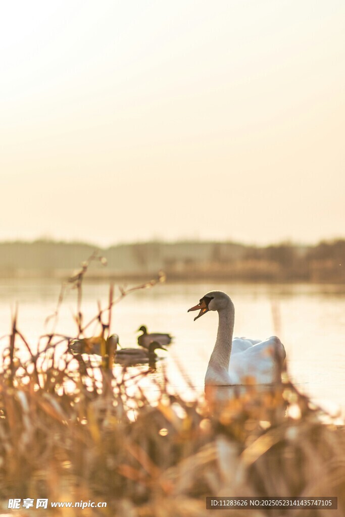 湖畔天鹅栖于金黄草丛中