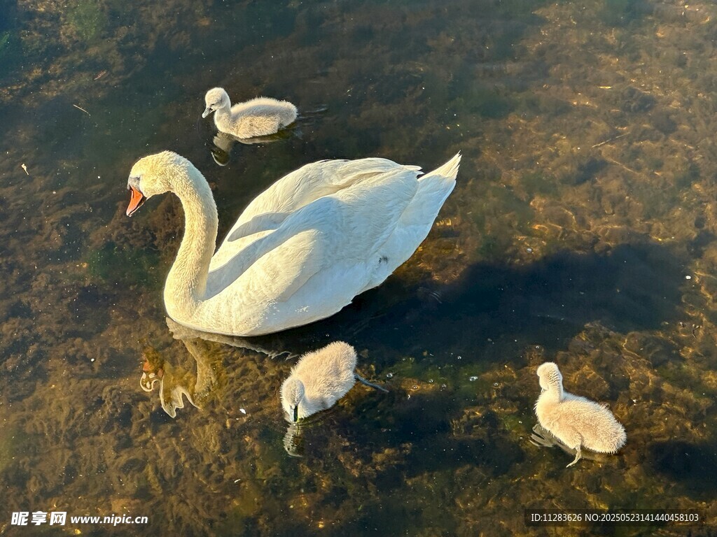 天鹅携幼崽水中悠游