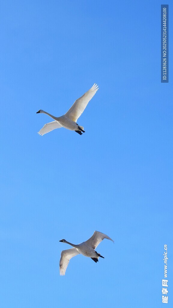 双天鹅翱翔蓝天