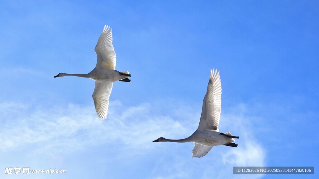 双天鹅翱翔蓝天