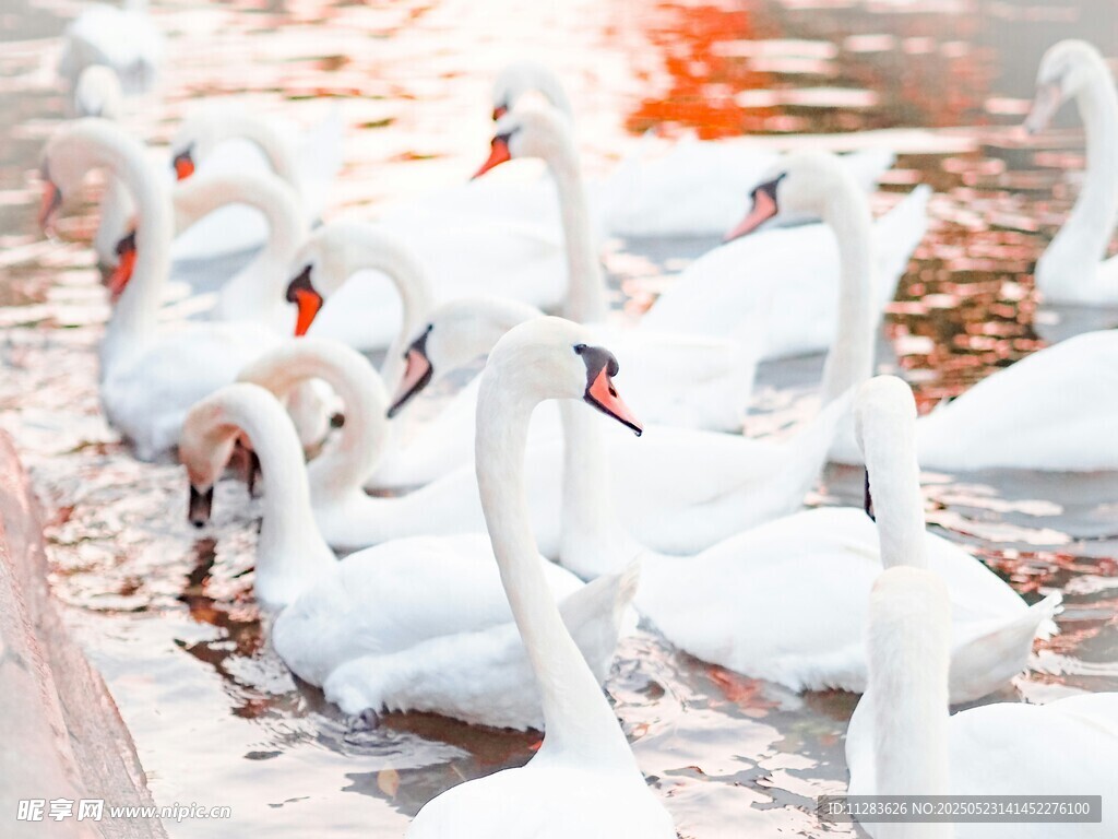 湖畔群聚的优雅白天鹅