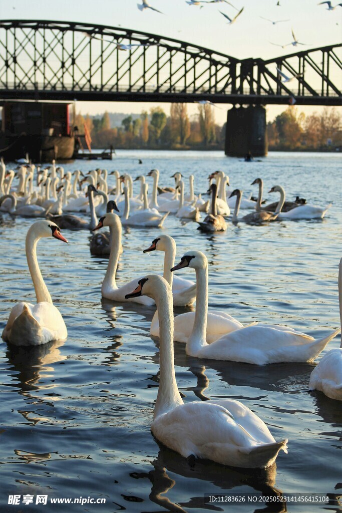 河畔天鹅群游于波光之上