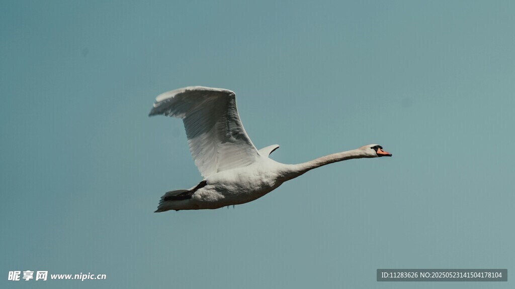 天鹅翱翔蓝天