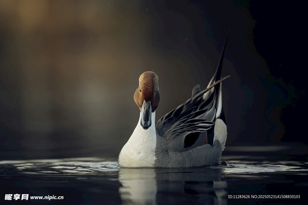 水中优雅游弋的针尾鸭