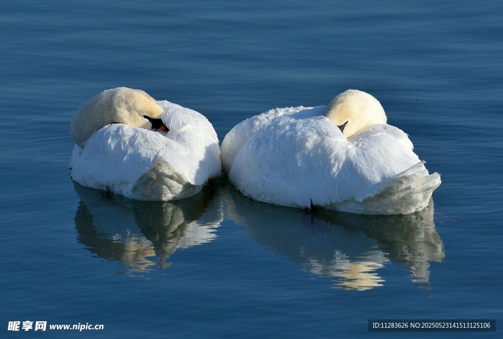 水面休憩的两只天鹅