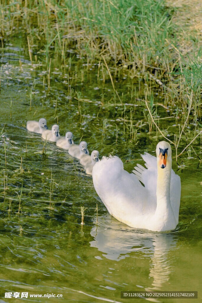优雅天鹅水中悠然游弋