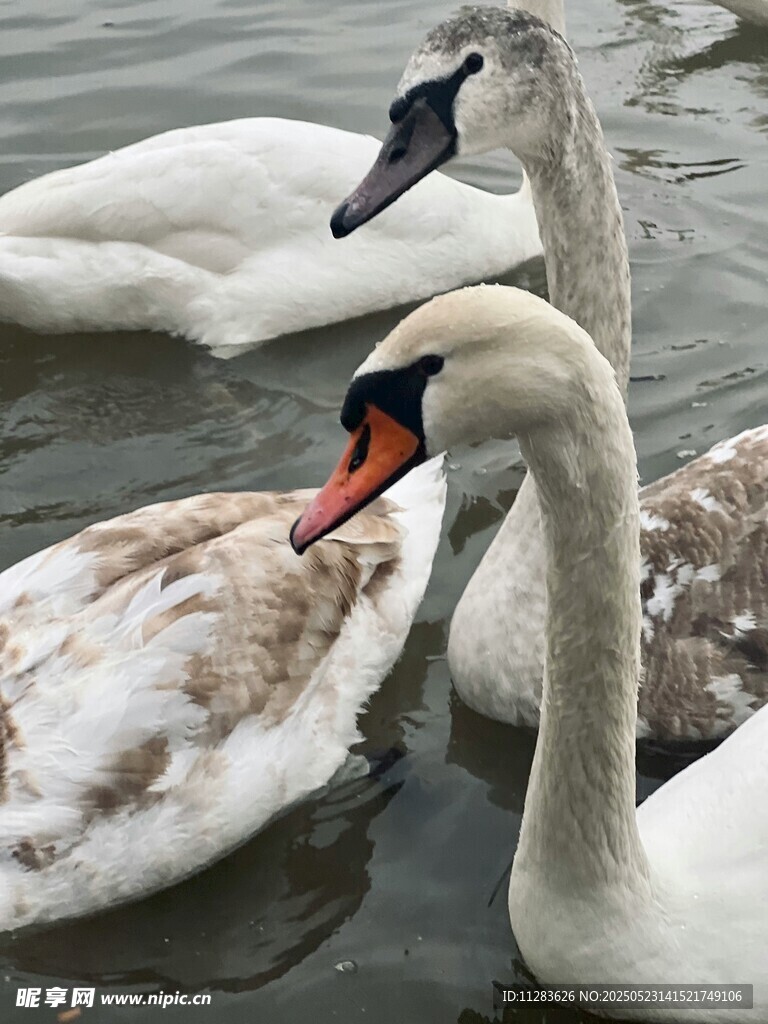 水中优雅天鹅群