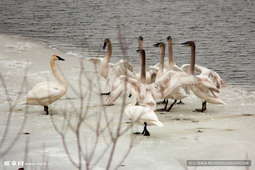 冰面天鹅群