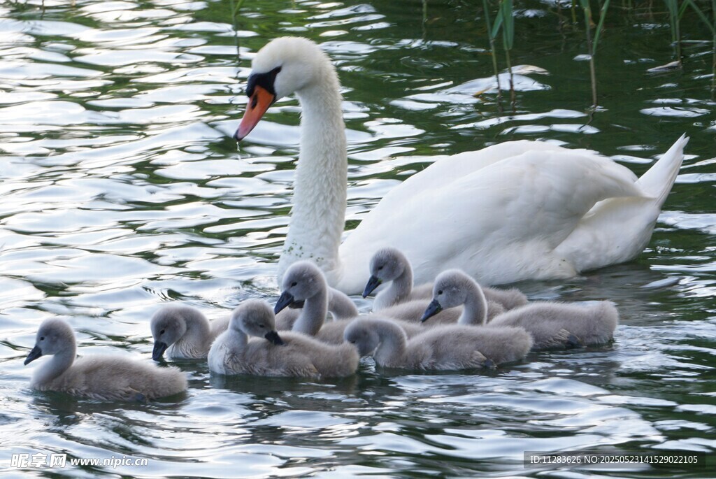 天鹅妈妈与幼崽水中嬉戏