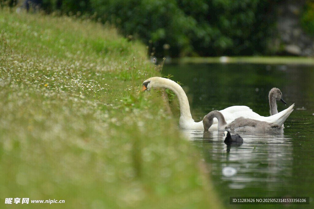 湖畔天鹅一家悠游