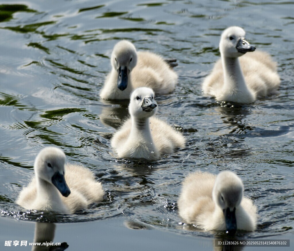 小天鹅水中嬉戏