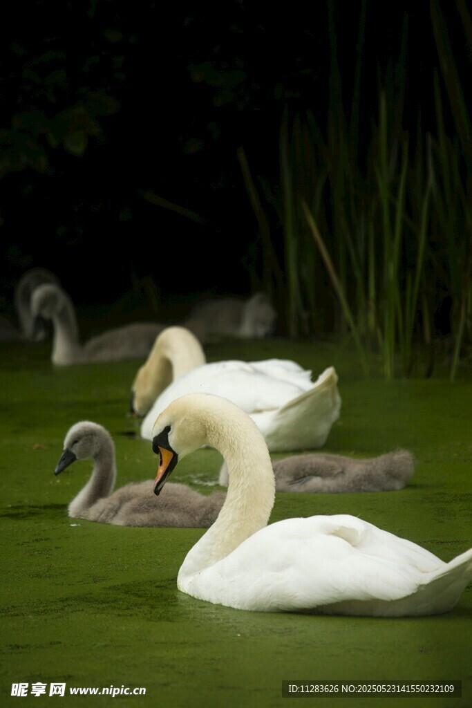 湖畔休憩的优雅天鹅
