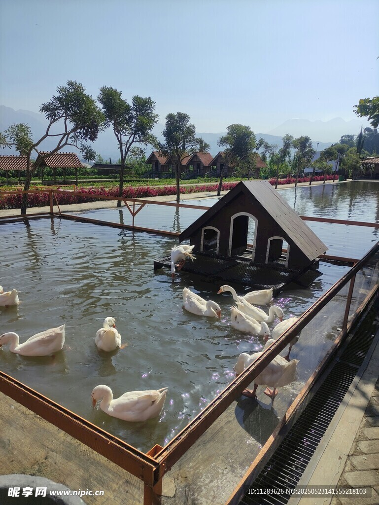 池塘边的鸭舍与群鸭