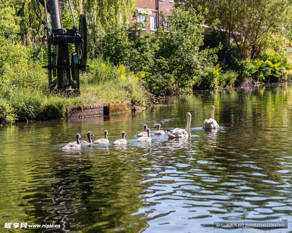 河畔游弋的洁白鸭子