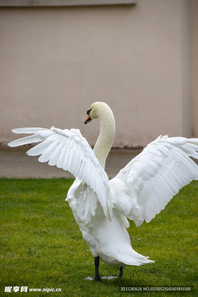 天鹅展翅于绿草地