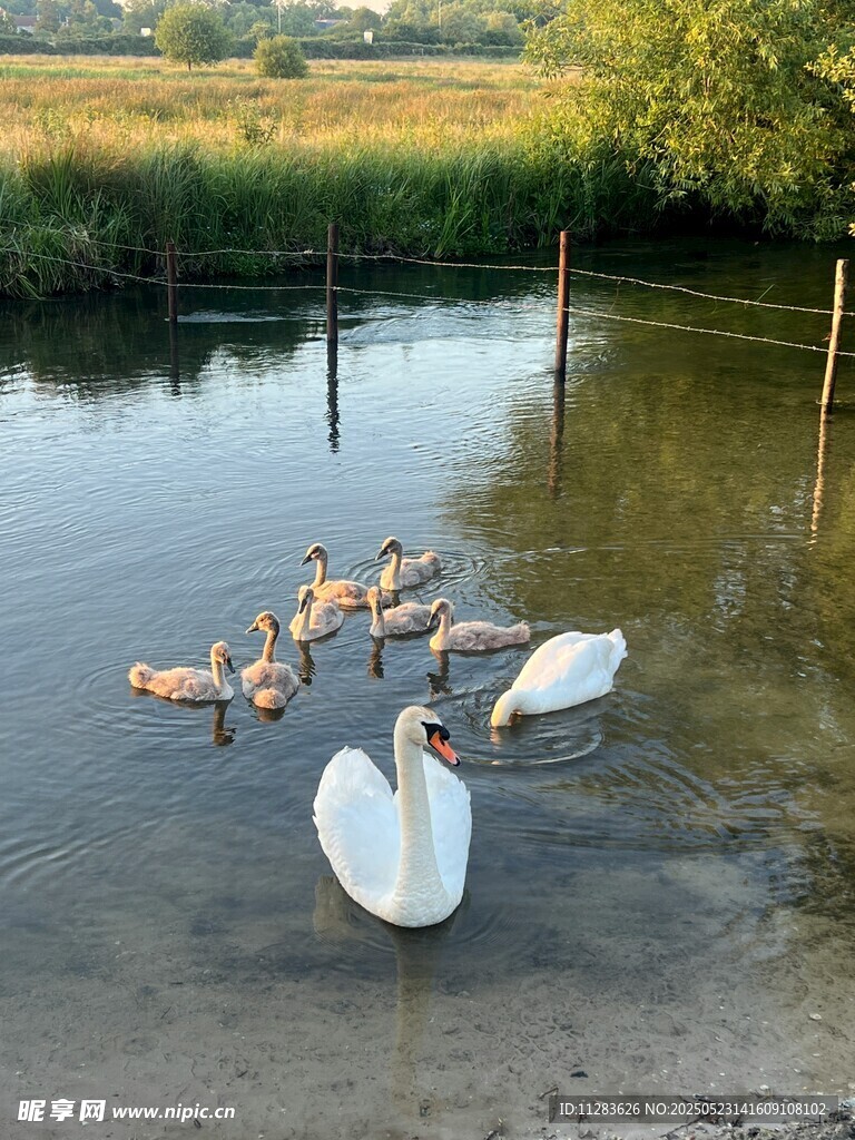 池塘中天鹅与鸭子共游