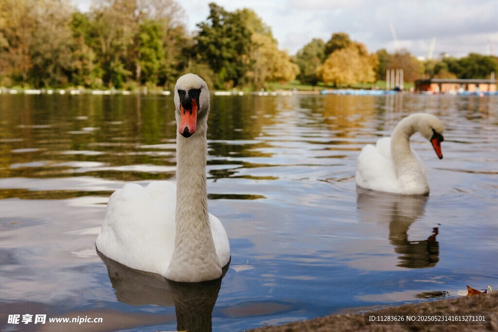 湖中游弋的优雅白天鹅